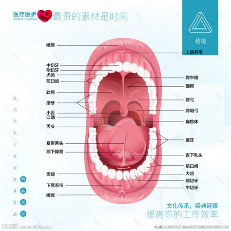 嘴巴器官|口腔